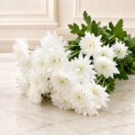 White Imported Daisies in Lahore